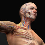 医学部では解剖の実習があるの？人体解剖実習の内容を紹介